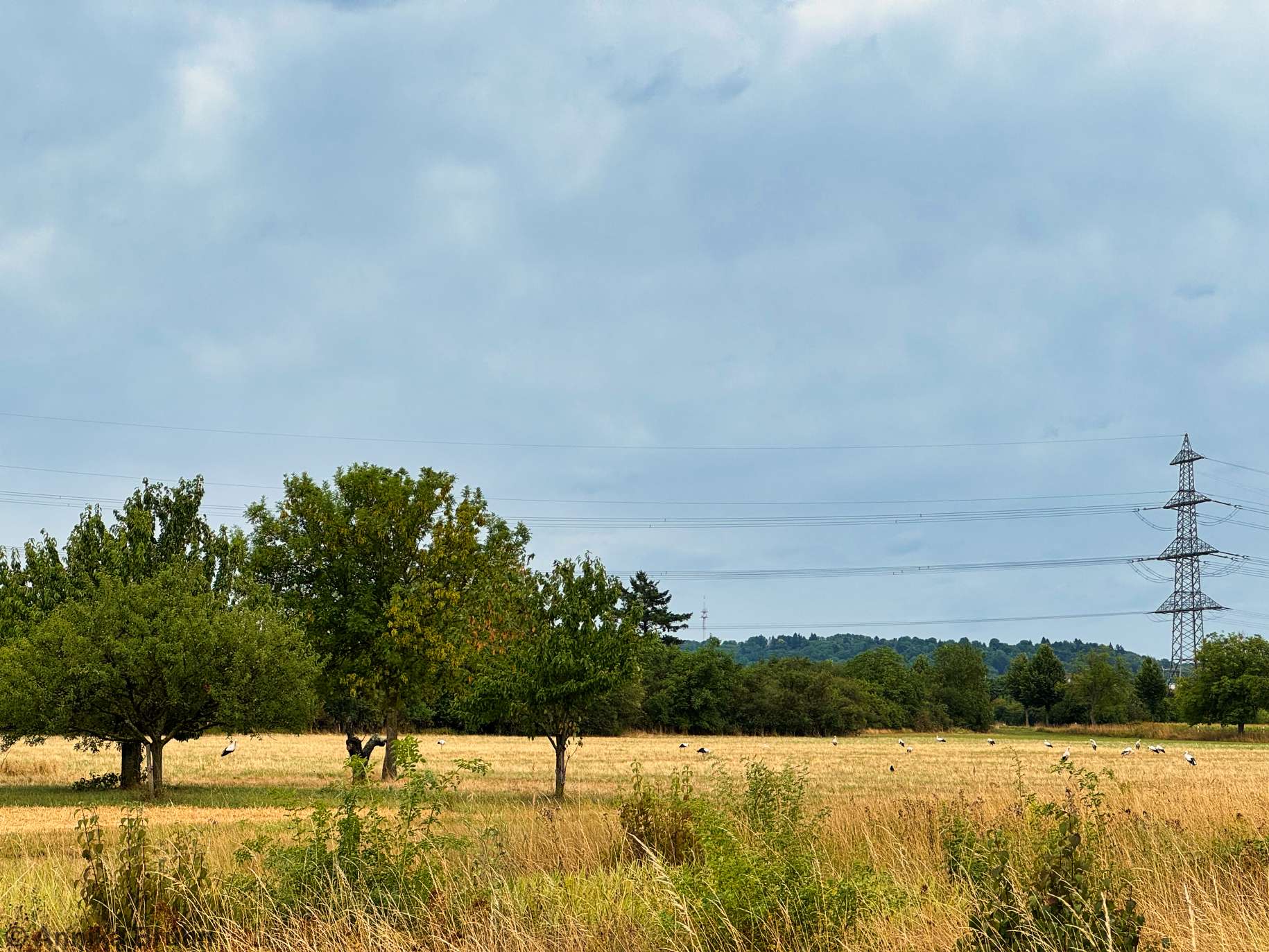 Eins zwei drei ganz viele Störche